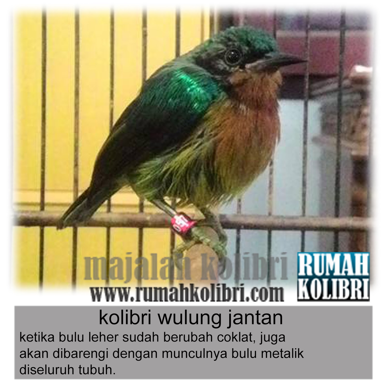 Cara Membedakan Jantan Betina Kolibri Wulung Rumah Kolibri