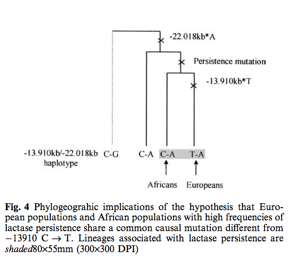 KurdishDNA Lactose intolerance Six MCM6 variants in the Kurdish gene