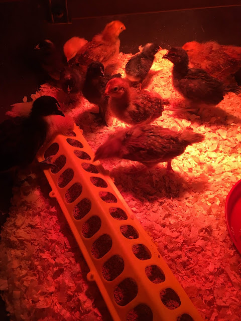 raising baby chicks