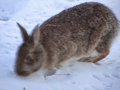 a rabbit this winter in our yard