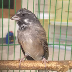 Ciri Ciri Somerini Jenis Blackthroat Termahal Di Indonesia Gaco