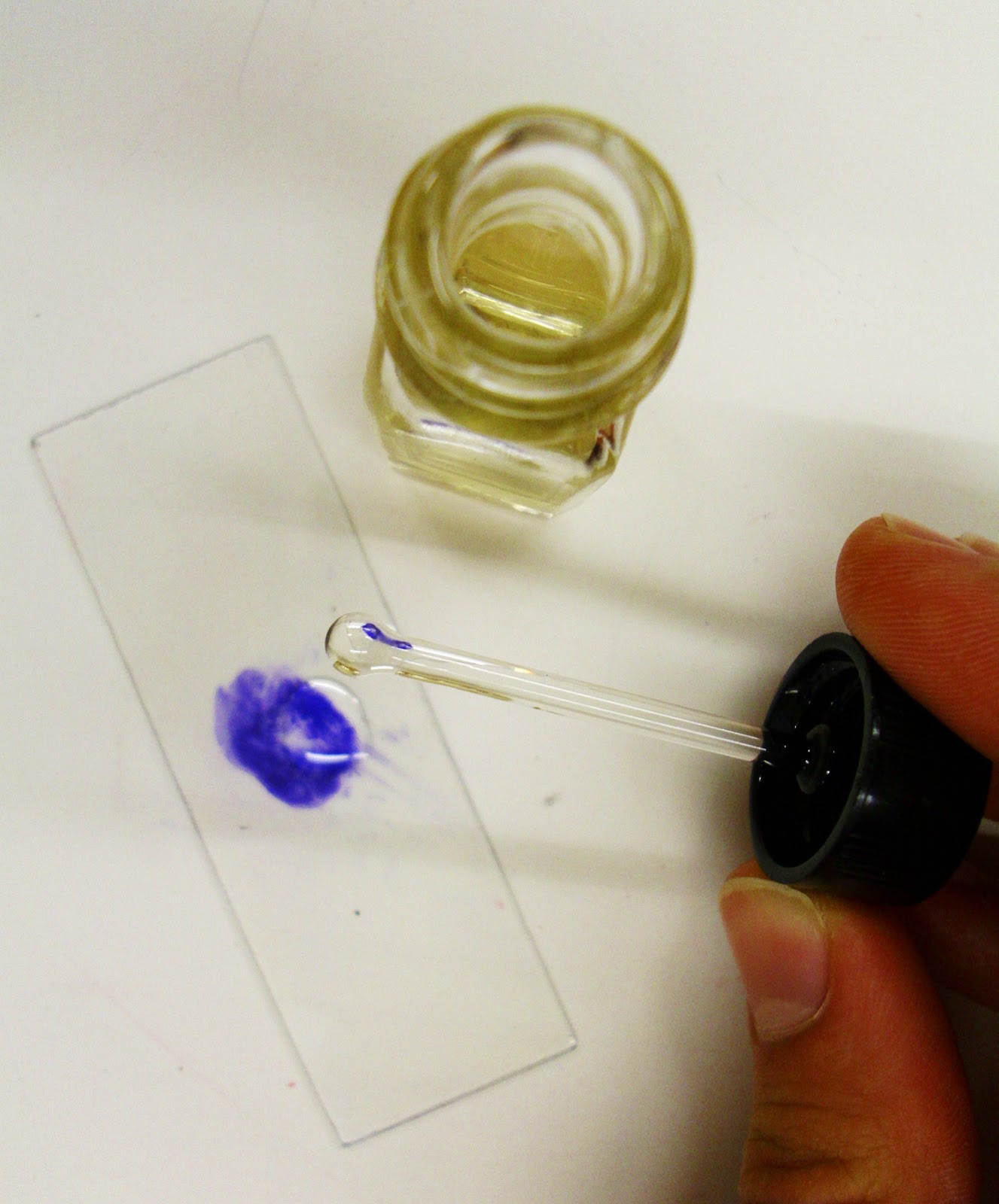 MicrobeDiscoveries Simple Stain