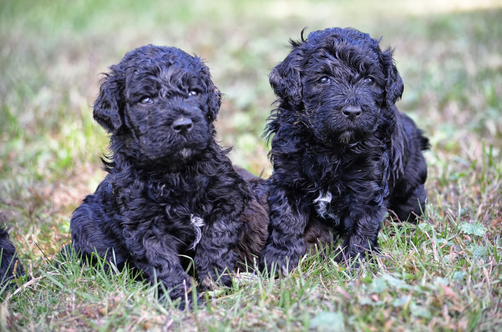 водяная собака характеристика. американский водяной спаниель. две испанки с собакой презентаци. португальская водяная собака португальский вассерхунд. кан диагуа порода собак.