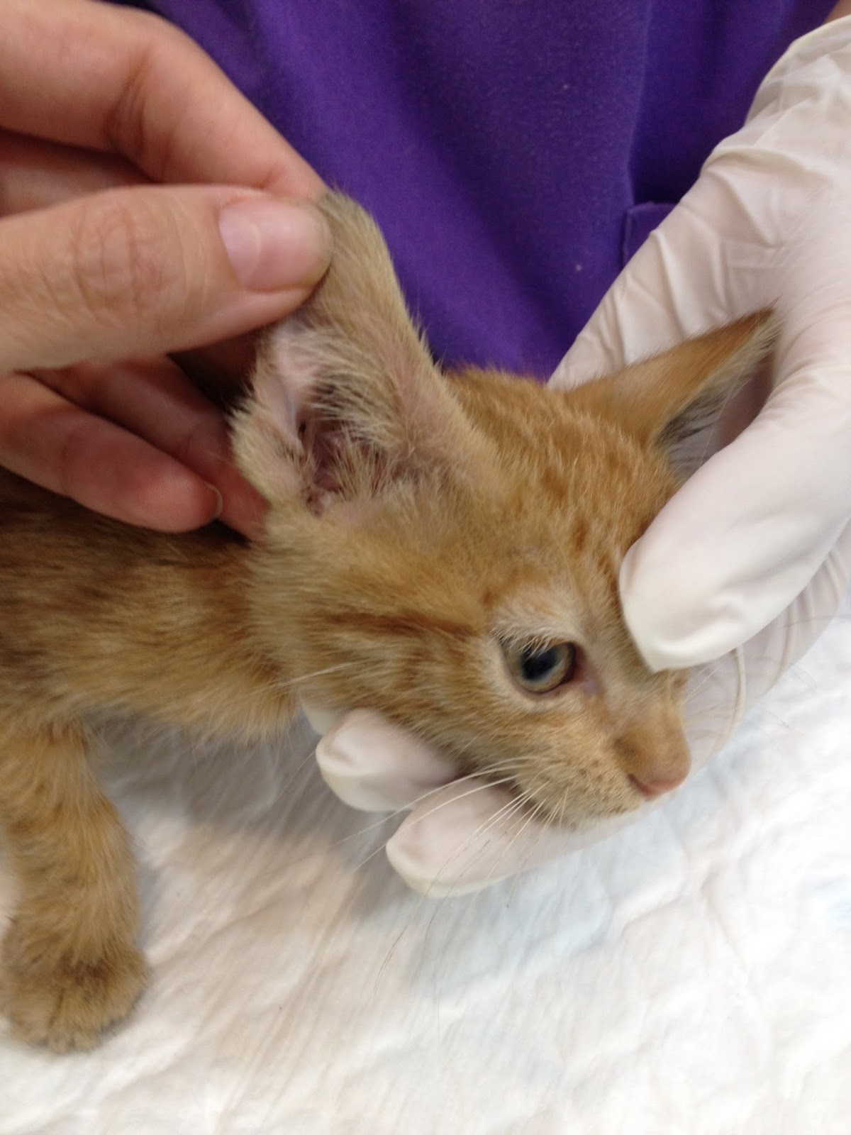 Clinica Veterinaria Burjassot 961131539 Centro Veterinario Bitxos