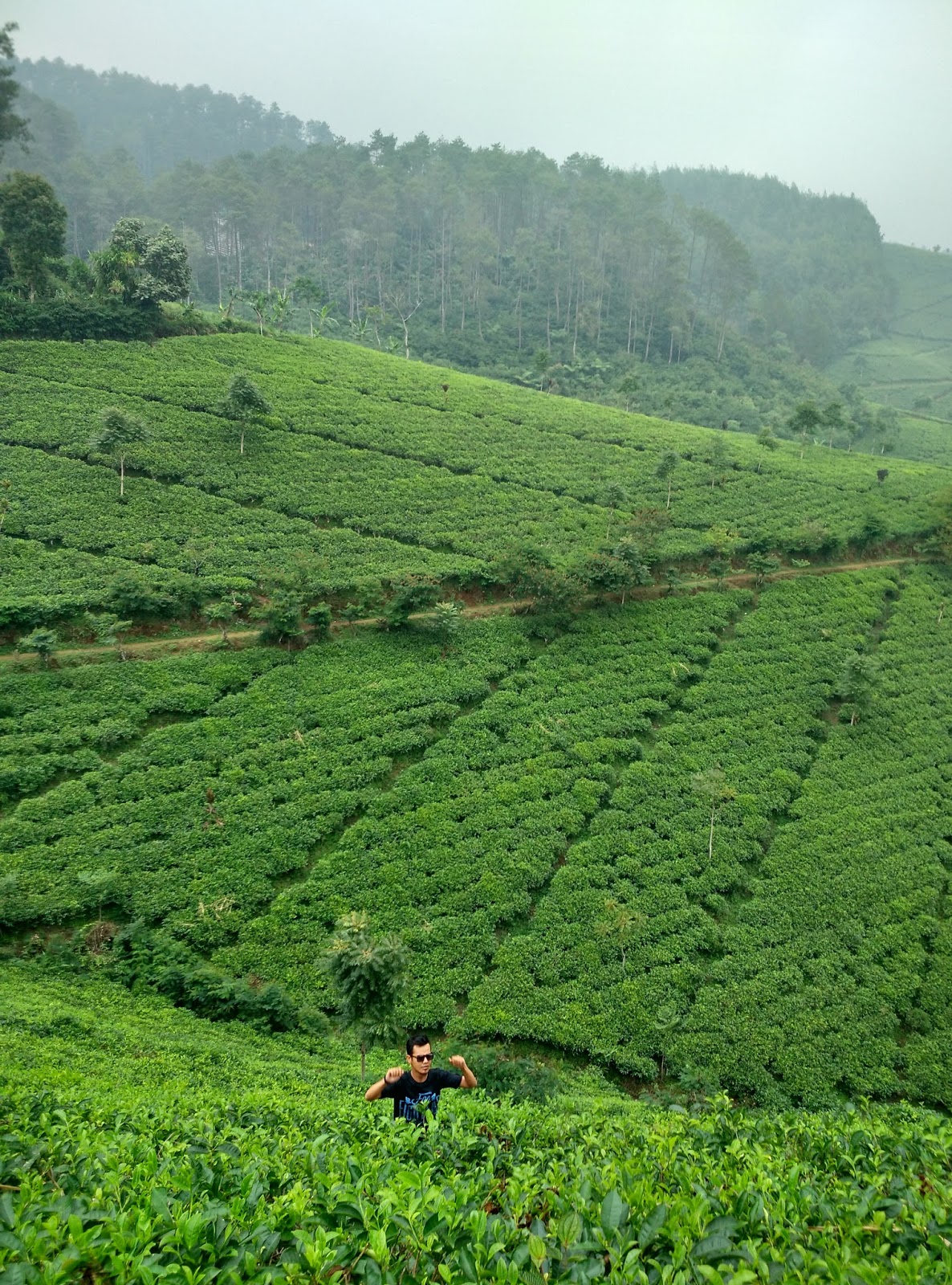 Kebun Teh Cipasung, Keindahan Di Ujung Majalengka - Rehat Sejenak