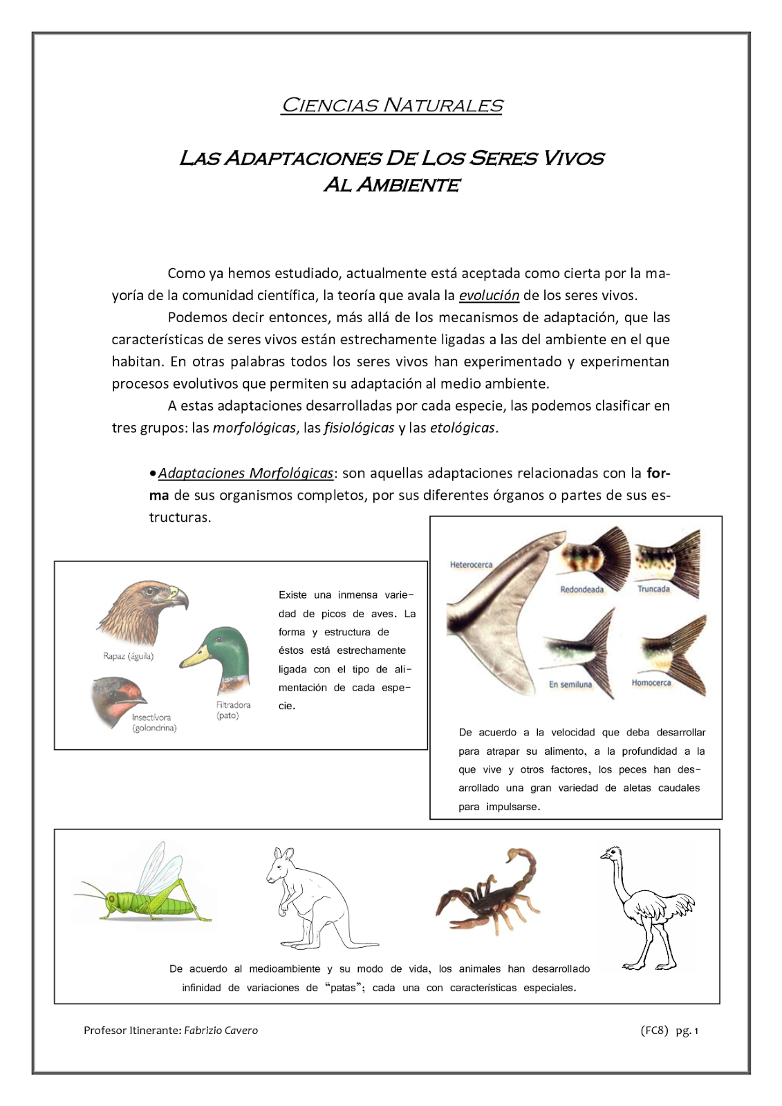 biolog a grado und cimo talleres - Las%2BAdaptaciones%2B%2BDe%2BLos%2BSeres%2BVivos 
