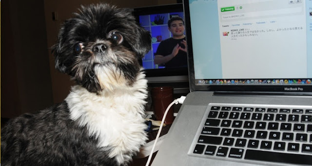 só quem tem shih tzu vai entender