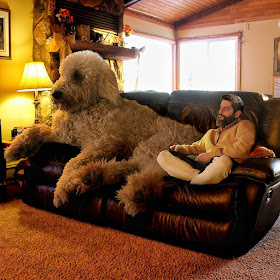 12-The-Cute-Dogs-are-on-TV-Christopher-Cline-Juji-The-Giant-Dog-Photo-Manipulations-www-designstack-co