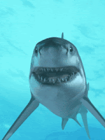 Resultado de imagen para gif de tiburon