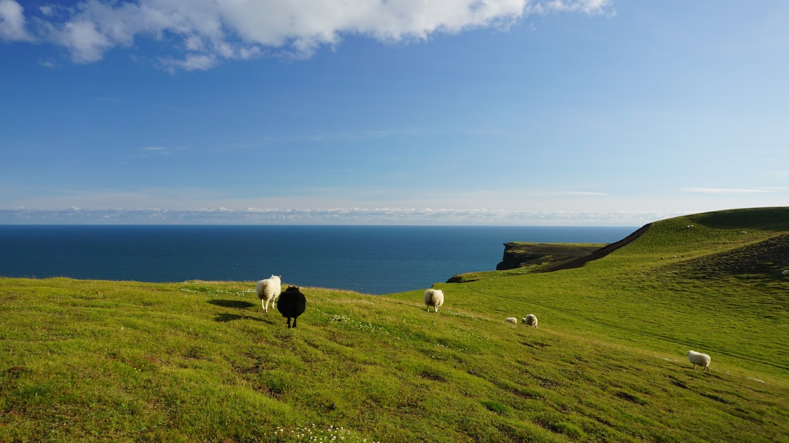 islandzkie owce, Islandia, owce