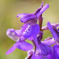 http://wild-flowers-of-europe.blogspot.nl/2014/11/orchis-morio.html