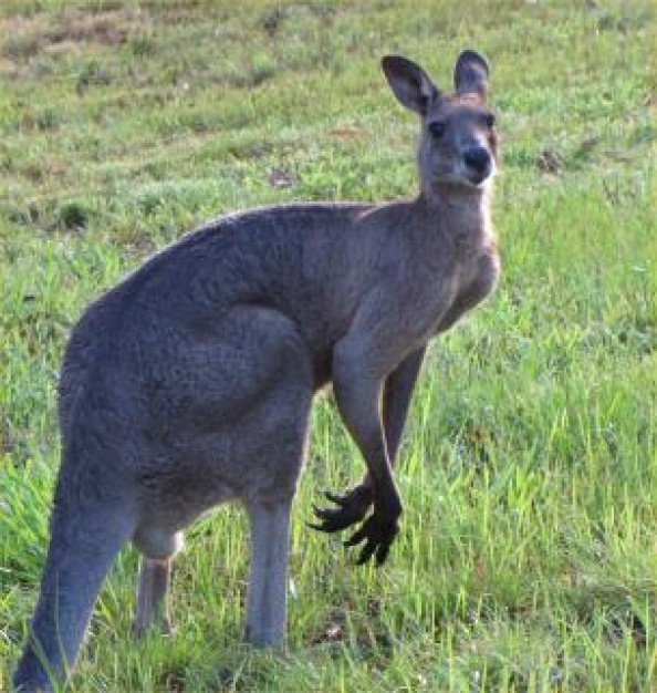 Zwierzęta australijskie KANGURY