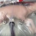 Avanço na medicina! Cientistas geram carneiro em útero artificial com sucesso.