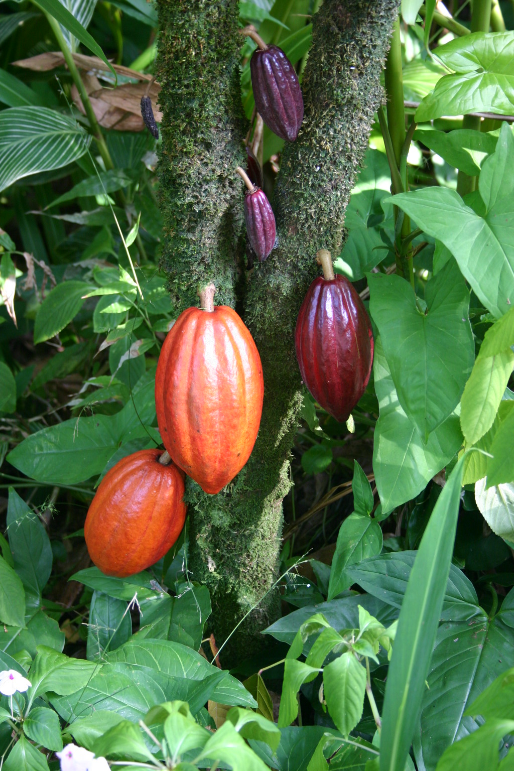 Different Tips about How to Grow Cacao, Make Your Own Chocolate