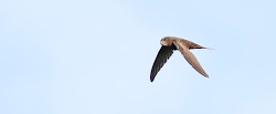 adobe stock birds flying 8