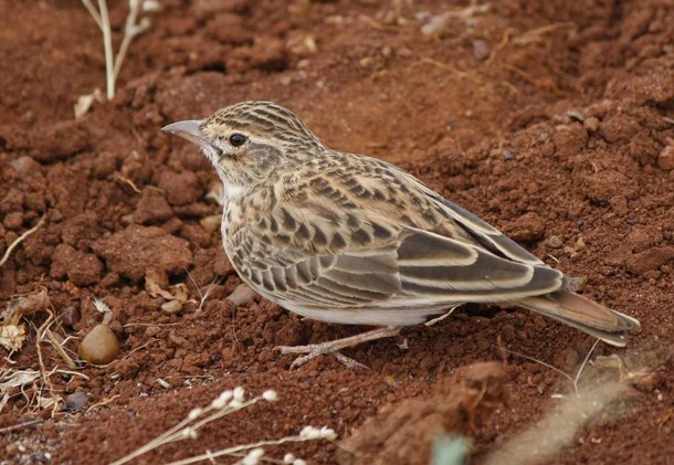Mengetahui Lebih Dekat Tempat Sarang Burung Apung Di Alam Liar