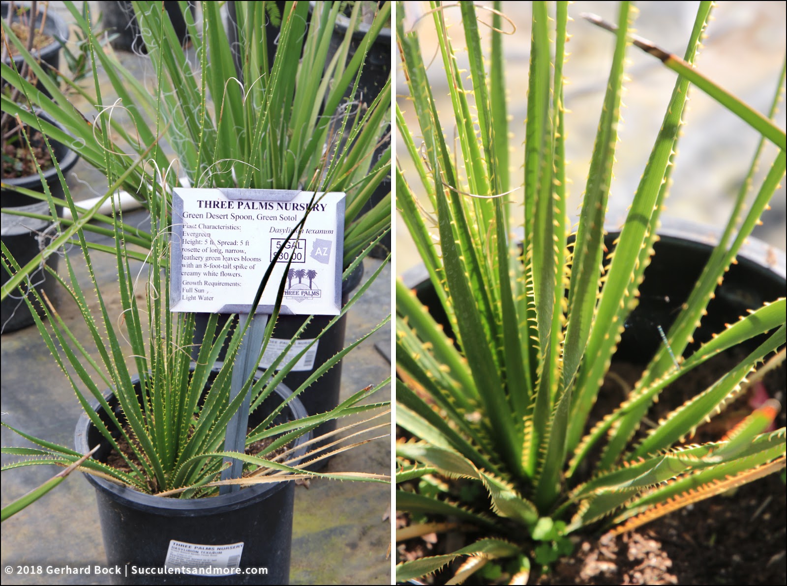 Succulentore Three Palms Nursery A Horticultural Treasure Dasylirion Texanum A Greener Version Of The More Common Desert Spoon D Wheeleri