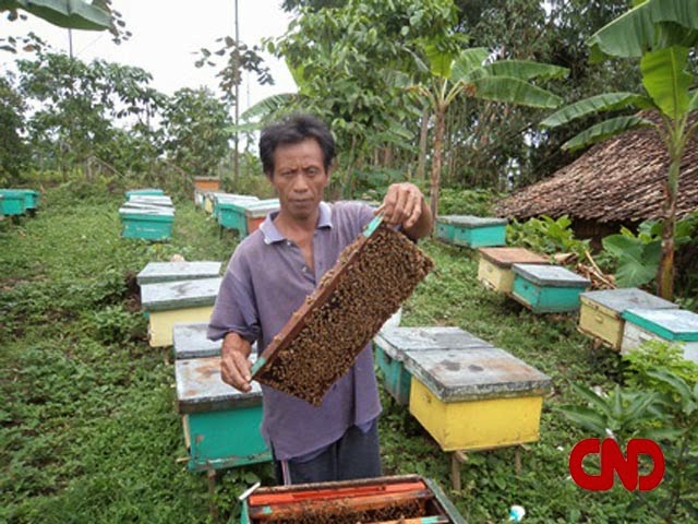 Wiyono, Peternak Lebah Madu dari Tulus Besar – Cendana News