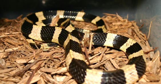 19+ Arti Mimpi Ular Weling