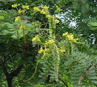  Tanaman johar ialah tanaman pohon tahunan yg sering kita jumpai disekitar kita Manfaat & Khasiat Johar (Cassia Siamea Lamk)