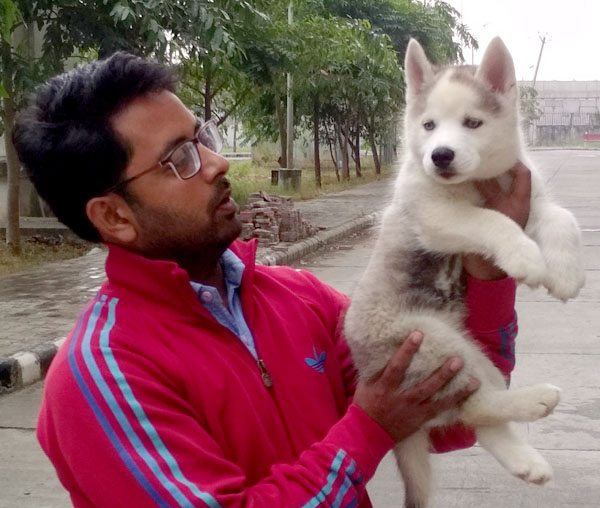 Beautiful Siberian Husky Puppies for show homes in Chandigarh