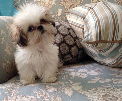 Shih Tzu, características da raça, fotos e vídeos