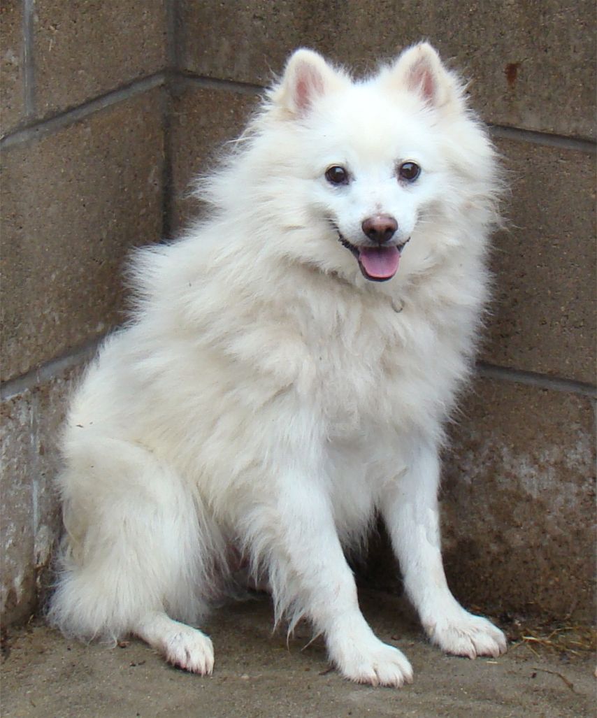Top 101+ Images pictures of american eskimo dogs Completed