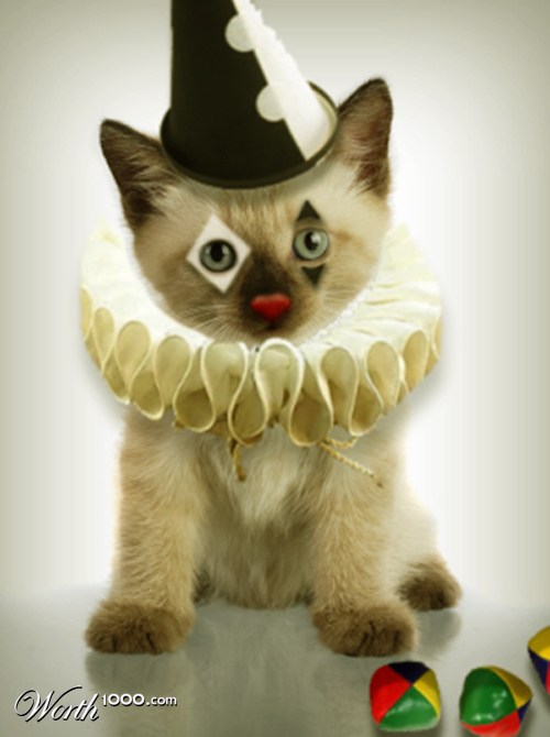 Gata Lili: Gatos palhaços, ou clown cats