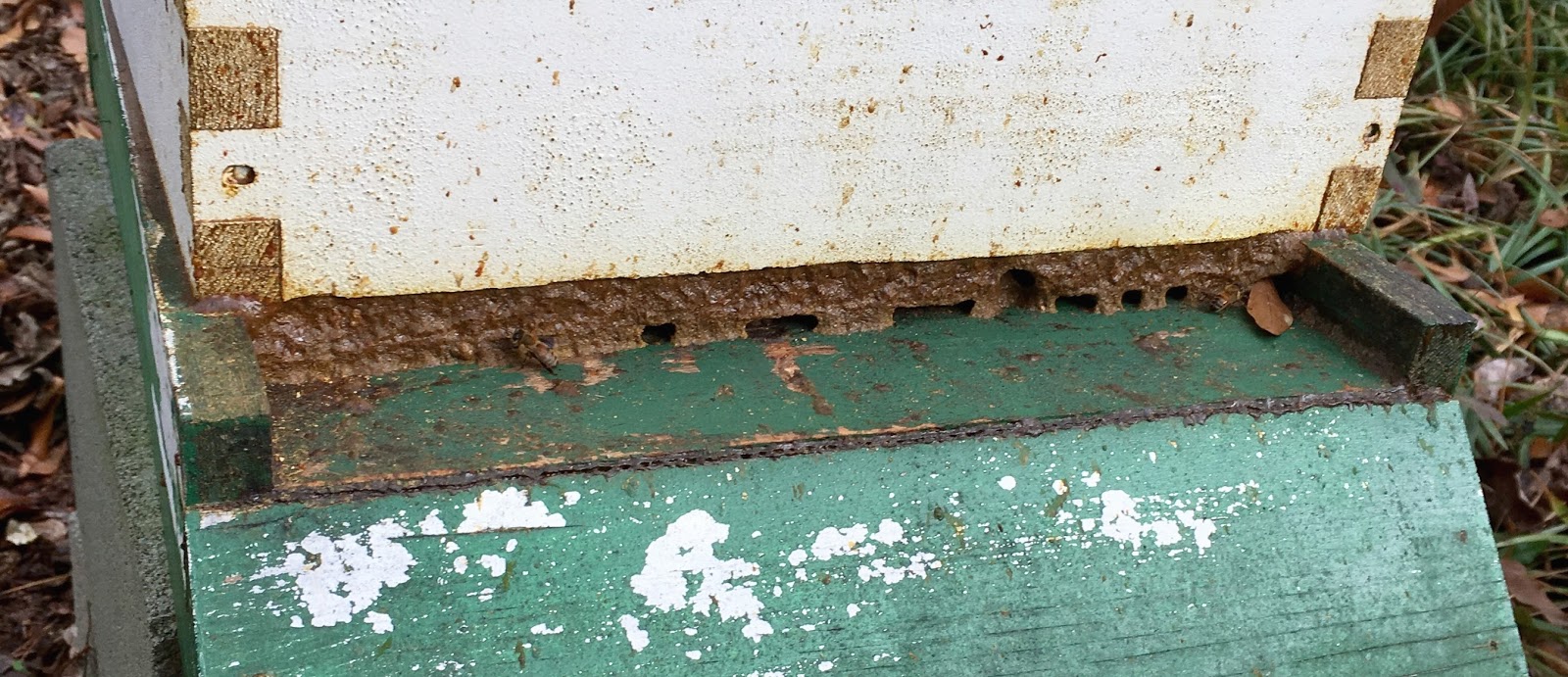 (Bee)Waxing Eloquent Inspection Day