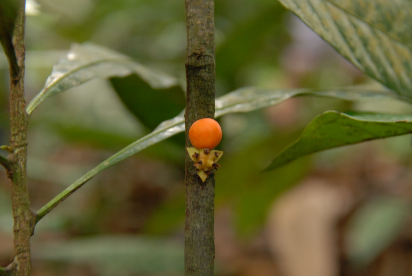 Bukit Lugam: Flora & Fauna Di Taman Rekreasi Bukit Lugam