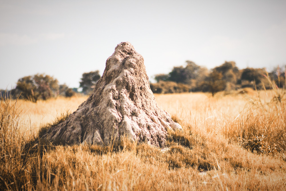 Termite Mounds of Okavango Delta