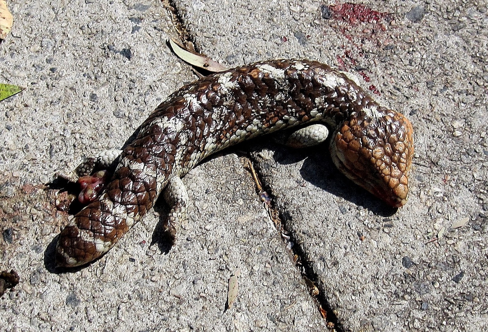 Kambarang - Parrots in the roses, Kangaroos in the front yard