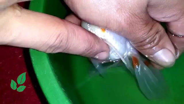 Pemijahan Ikan Koki