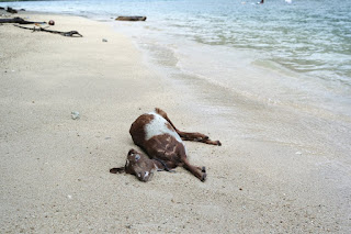 bangkai kambing di pulau pasumpahan padang pantai pulau pasumpahan kotor