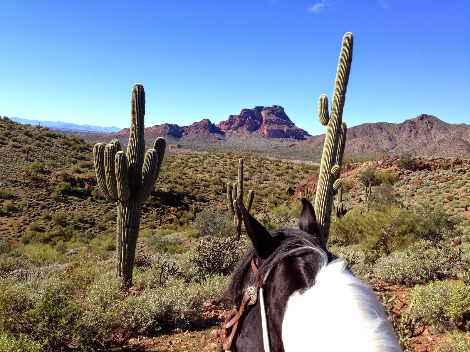 Camping and Horses : COON BLUFF AND THE SALT RIVER