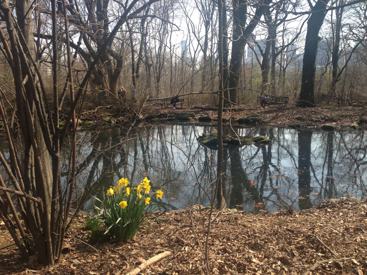 Springtime in upstate New York - Forests & Nature Background