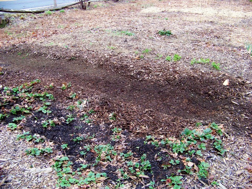 Image of vegetable garden grown using Clyde compost