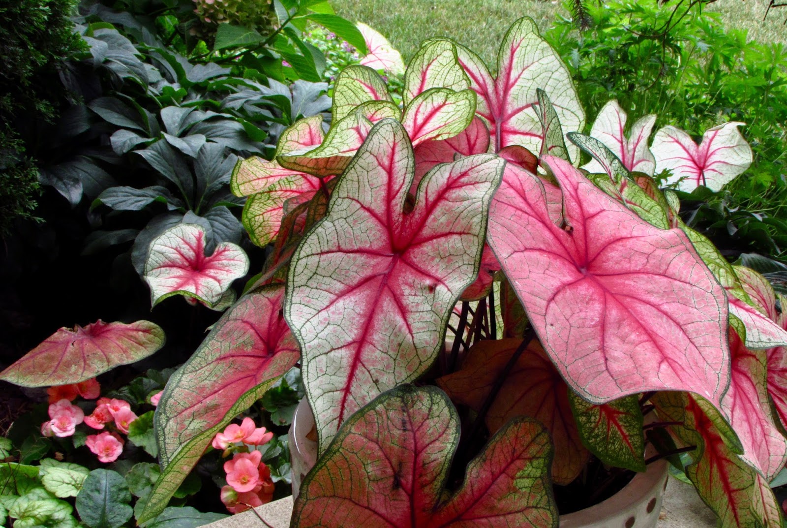 Caladiums give great color in the shade without flowers
