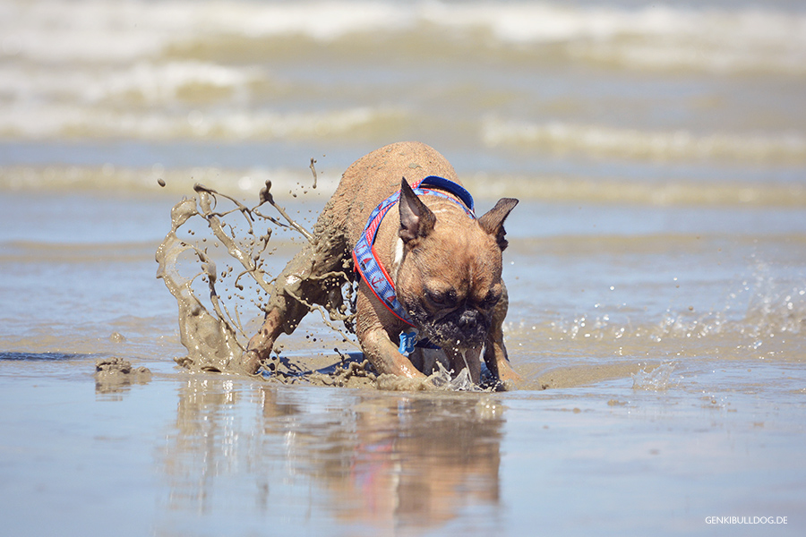 Hundeblog Genki Bulldog Normandieurlaub mit Hund in Saint-Aubin-sur-Mer Normandieurlaub Hundeblog Genki Bulldog Normandieurlaub mit Hund in Saint-Aubin-sur-Mer Normandieurlaub