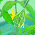 Las hermosas flores de tomate