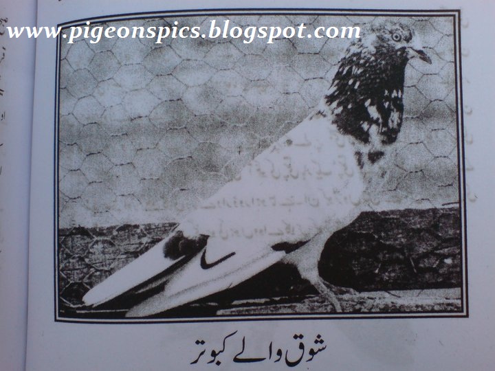 Shok Walay Pigeons (kabuter) Pigeons Pics Latest Pigeons Pigeons