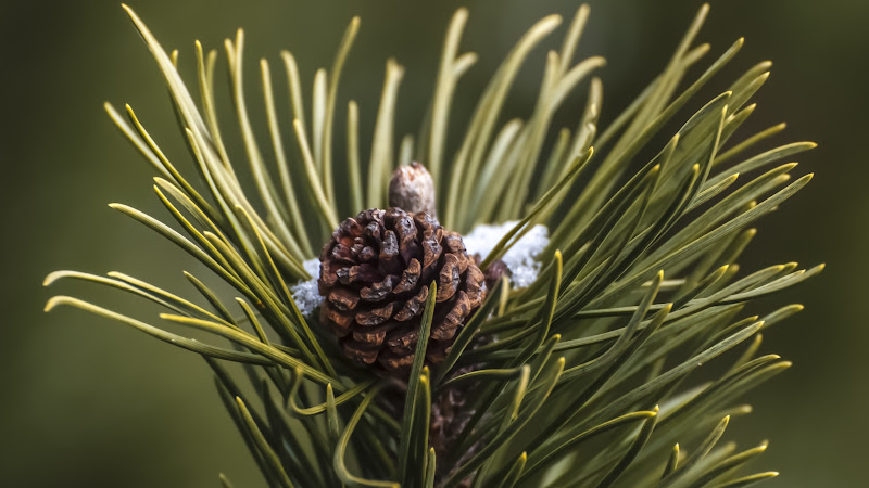 Cone and Pine Needles