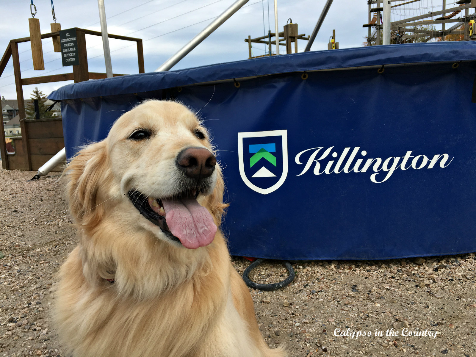 Killington Vermont Adventure Center with golden retriever 