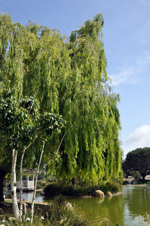 Weeping Willow by the Lake