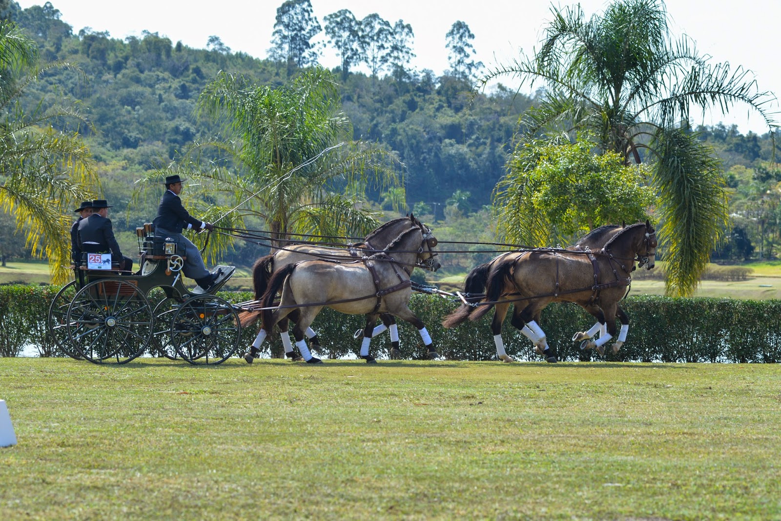 Quadra de Lusitanos Interagro