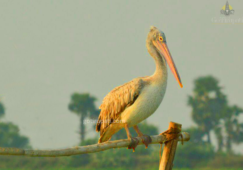 GoTirupati Kolleru Lake Eluru