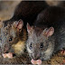 Tips to keep rats away from your house