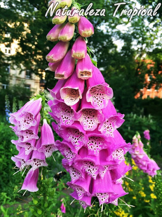 Flores de la planta Dedalera, Digitalis purpurea