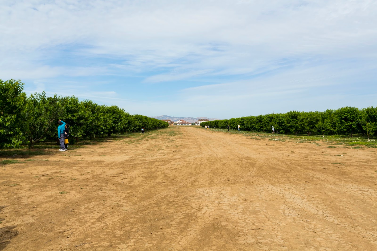 Naturetastic Blog Cherry Picking in Brentwood, CA