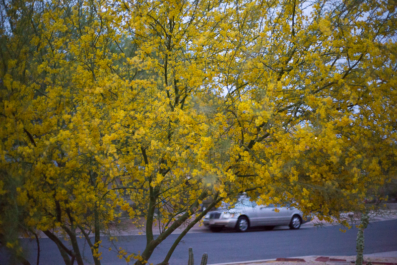 Hawks and honey Palo Verde Flower Essence.